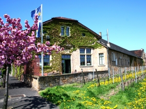 Winzerverein Deidesheim Cooperatie Weinstrasse