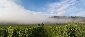 Riesling Moezel | Wijnreis Duitsland
